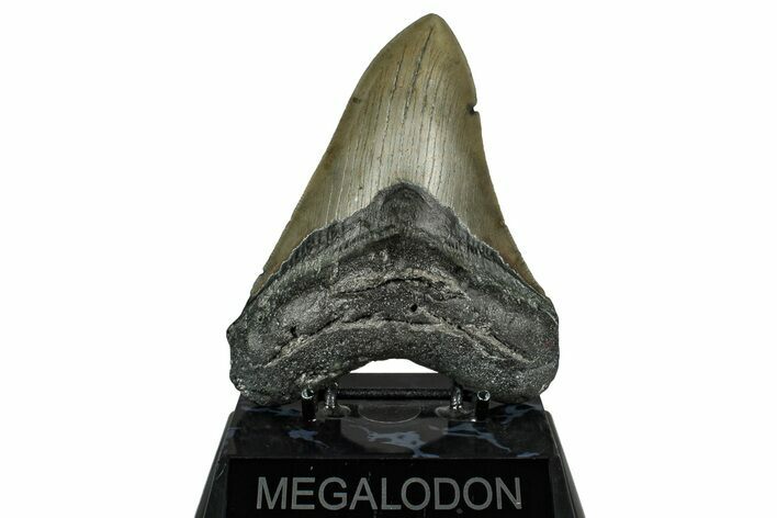Serrated, Fossil Megalodon Tooth - North Carolina #348155